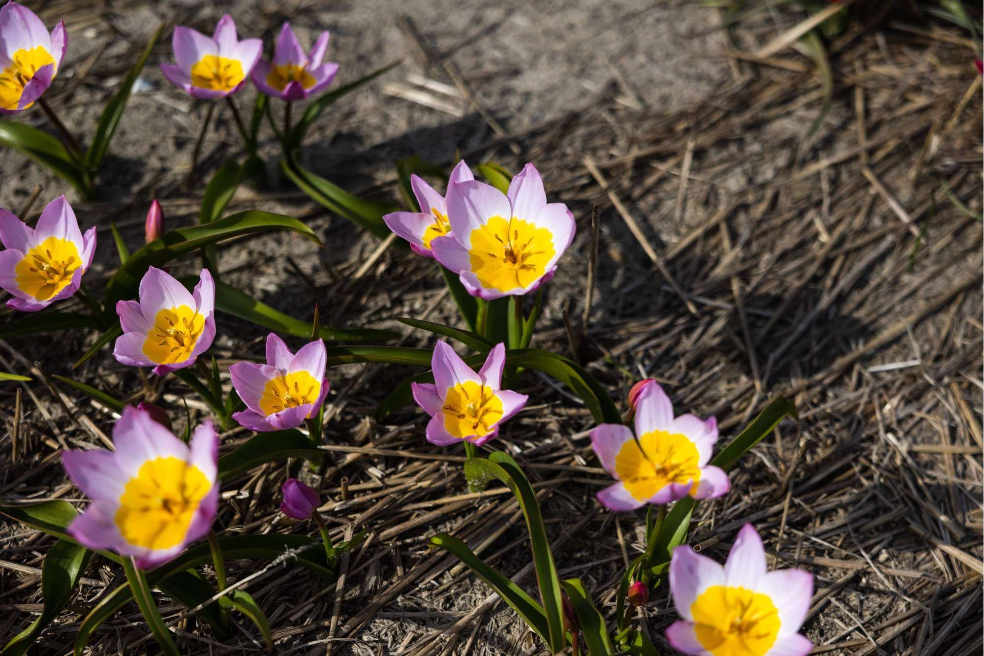 Botanisk Tulpan 'Saxatilis' / 'Lilac Wonder'